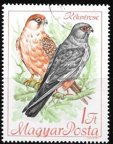 AVES