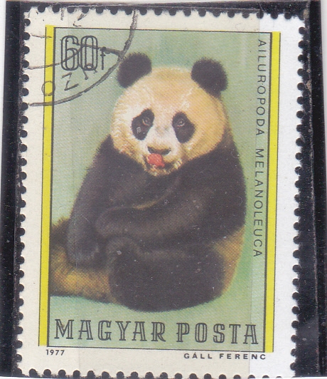 oso panda