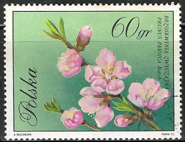 Flores - Prunus persica