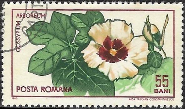 Flores - Gossypium  Arboreum