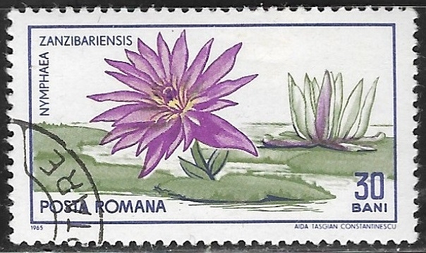 Flores - Nymphaea capensis