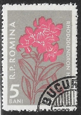 Flores - Rhododendron hirsutum