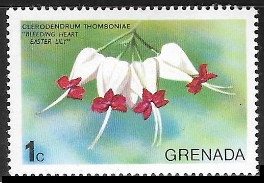 Flores - Clerodendrum thomsoniae)