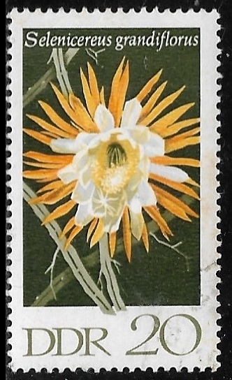 Flores - Selenicereus grandiflorus