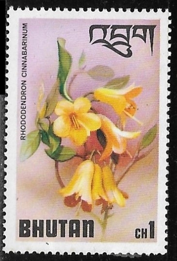 Flores - Rhododendron cinnabarinum