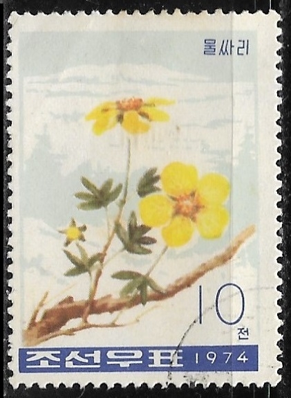 Flores - Potentilla fruticosa