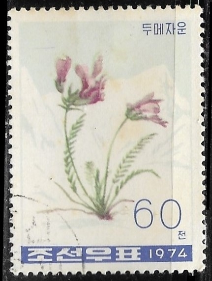 Flores - Oxytropis anertii.