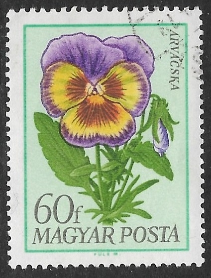 Flores - Viola x wittrockiana