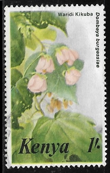 Flores - Dombeya burgessiae