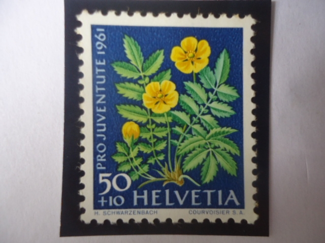 Silverweed (Potentilla anserima) - Serie: Pro Juventud 1961 - Flor de Prado y Jardín.