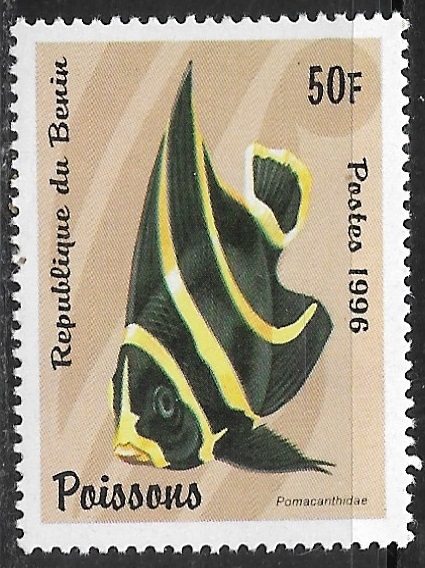 Peces - Pomacanthus sp.