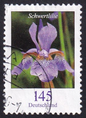 iris xiphium