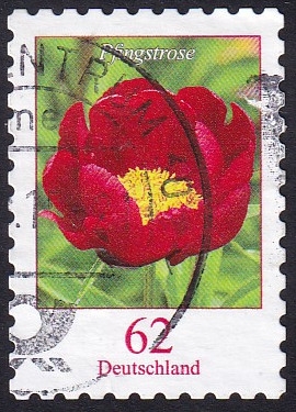 paeonia