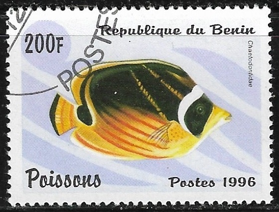 peces - Chaetodontus sp.