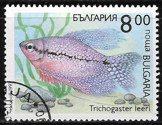 Peces - Trichogaster leeri