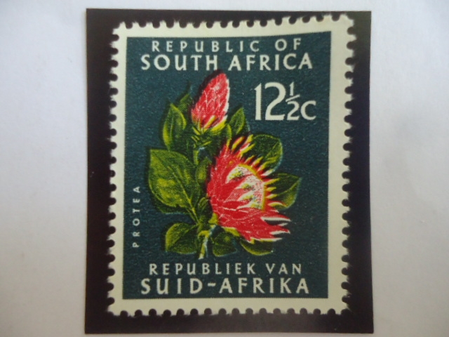 Protea (Protea Cymaroside's)- Sello de 12, 1/2 Céntimo sudáfricano.
