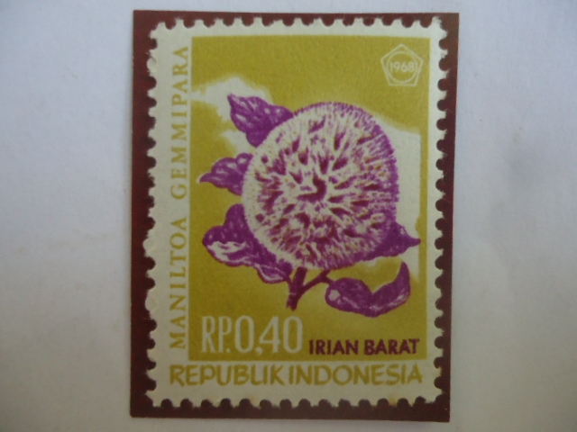 Provincia de Irian Barat-Flor de Maniltoa Gemmipara (Babaceae) - Indonesia, Irian Occidental.