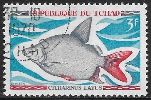 Peces - Citharinus latus