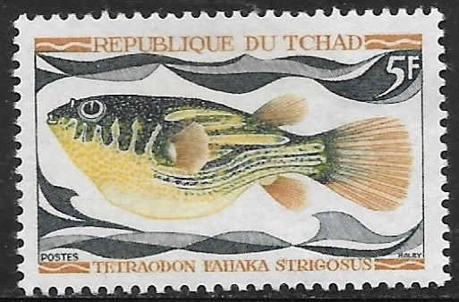 Peces - Tetraodon fahaka strigosus