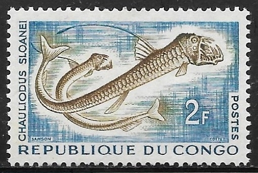 Peces - Chauliodus sloani