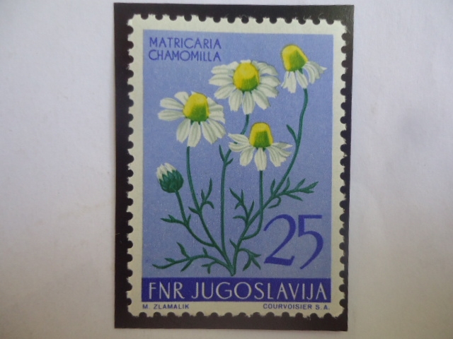 Matricaria chamomilla - Serie: Flores 1955.