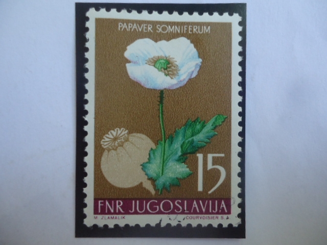 Papaver Somniferum - Serie: Flores 1955