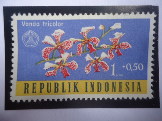 Vanda Tricolor - Serie: Día Social