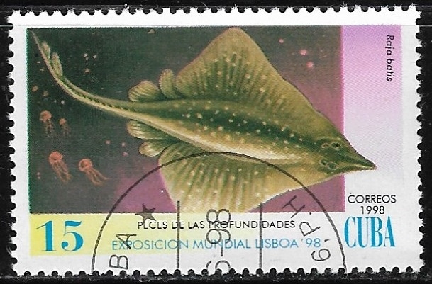 Peces - Raja batis)