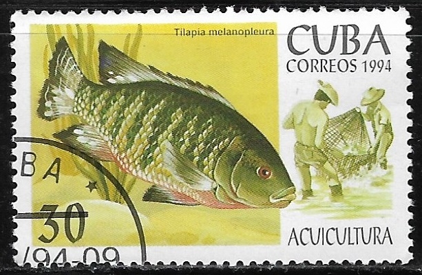 Peces - Tilapia melanopleura