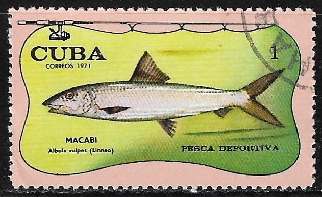 Peces - Albula vulpes