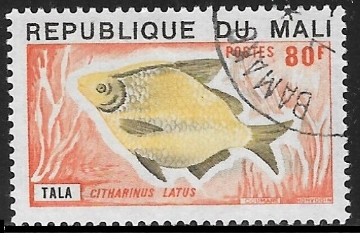 peces - Citharinus latus