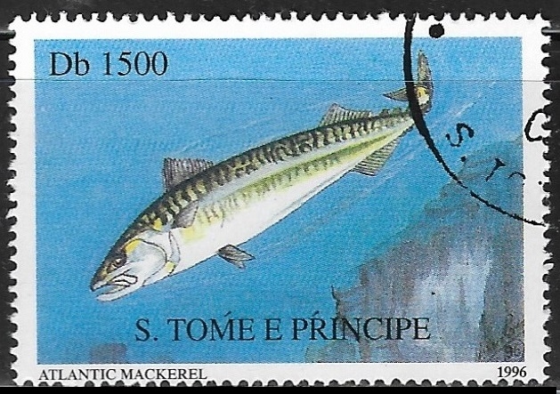 Peces - Atlantic Mackerel 
