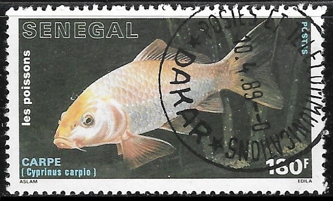 peces - Cyprinus carpio