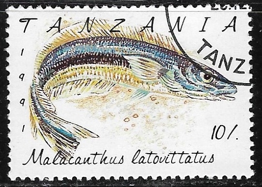 Peces - Malacanthus latovittatus