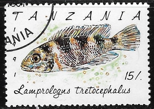 Peces -Lamprologus tretocephalus
