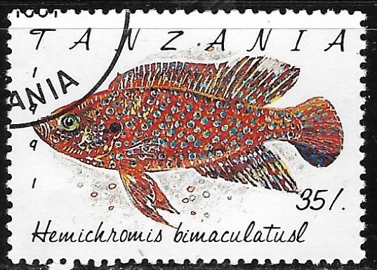 Peces - Hemichromis bimaculatus