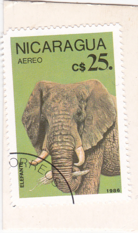 Elefante africano