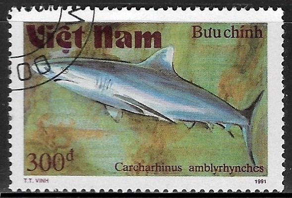 Peces - Carcharhinus amblyrhynchos