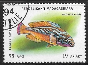 Peces - Labrus bimaculatus