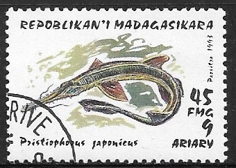 Peces - Pristiophorus japonicus
