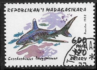 Peces - Carcharhinus longimanus