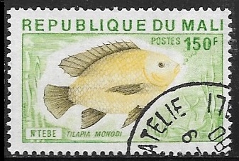 peces - Blue Tilapia 