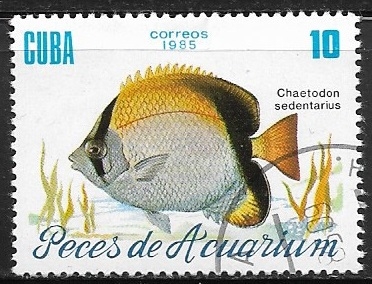 peces de acuario - Chaetodon sedentarius