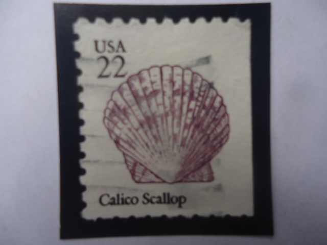 Calico Sallop (Argopecten gibbus)