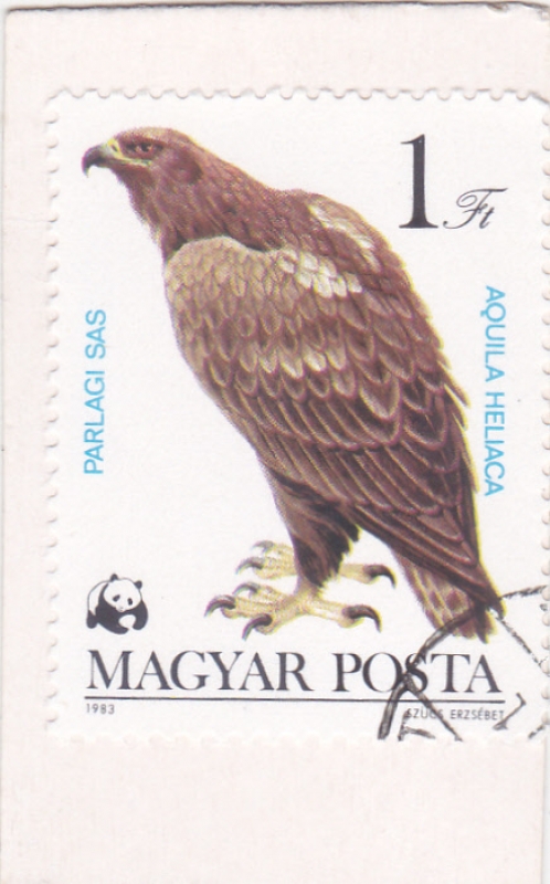 Águila Imperial Oriental (Aquila heliaca)