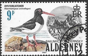 Aves de Alderney