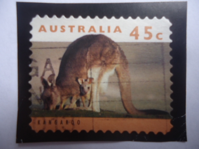 Canguro (Macropus giganteus) - Serie: Canguros y Koalas