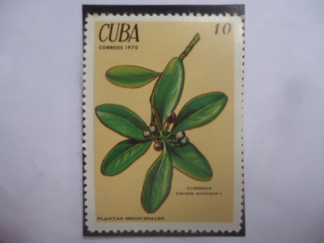 Cuebana - Carnella Winterana L. - Serie: Plantas medicinales.