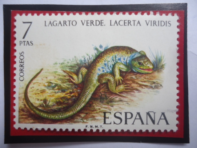 Ed:Es 2195 - Lagartija Verde (Lacerta veridis)