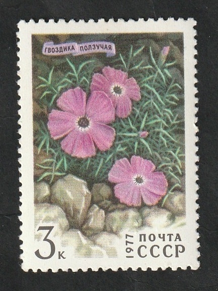 4367 - Flores de las montañas de Siberia, Dianthris repena